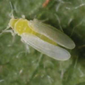 Adult tobacco whitefly (Bemisia tabaci). Photo courtesy of Fera.