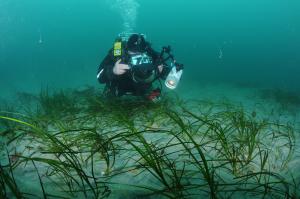 seagrass