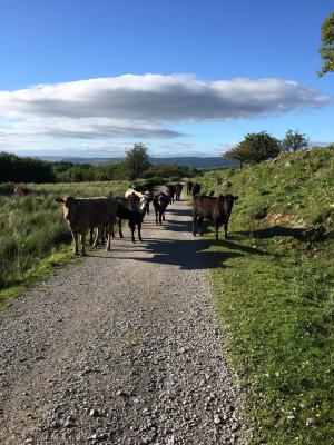 Cattle on Cuilcagh Mountain, County Fermanagh