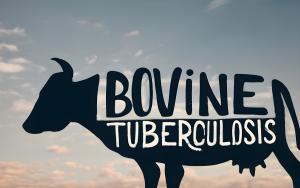 Bovine tuberculosis