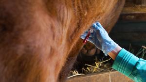 Veterinarian takes blood from the cow from the neck for analysis, close-up hands