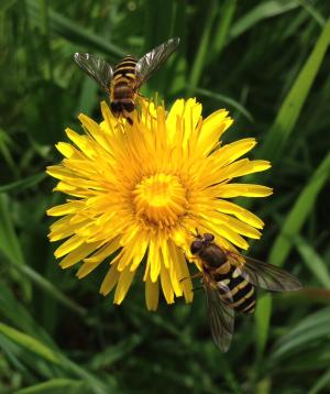 image of hoverflies on a flower