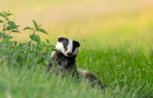 Badger, Scientific name: Meles Meles. Wild, native, Eurasian badger relaxing and grooming in a summer's meadow with a field of yellow buttercups in the background.