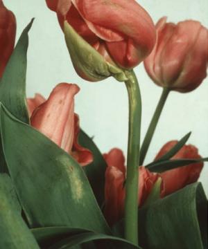 Stem lesions, necking and green petals on tulip