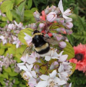 image of a white tailed bee