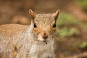 Grey squirrel