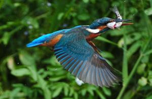 Kingfisher