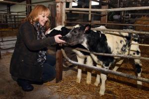 Minister McIlveen pictured with calves on a farm in Strabane