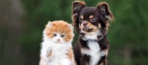 Image of a kitten and puppy