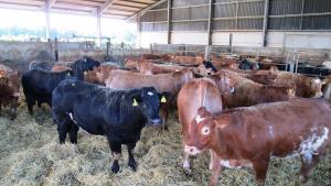 beef cattle