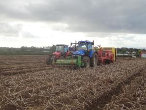 Potato field