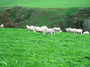 Sheep in a field