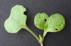 Shot-holing damage to OSR cotyledons caused by cabbage stem flea beetle