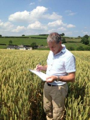 Michael Garvey, CAFRE Dairy Development Adviser, Armagh assesses a winter wheat crop for dry matter and grain texture to determine readiness to harvest.