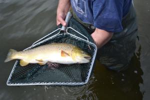 Fish in net