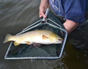 Fish Farm