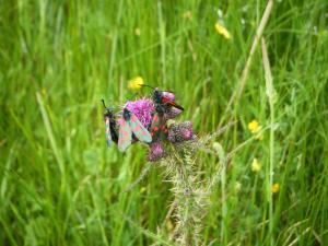 Moths in a meadow