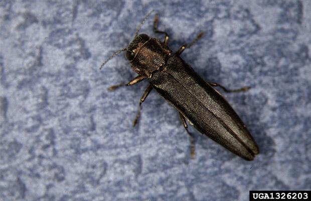 Bronze Birch Borer (Agrilus anxius)