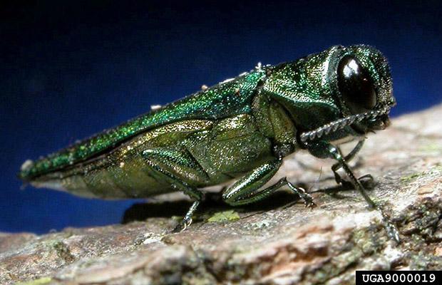 Emerald Ash Borer (Agrilus plannipennis)