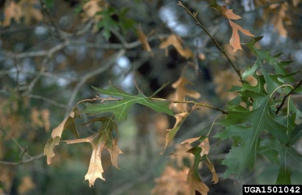 Oak Wilt (C. fagacearum)