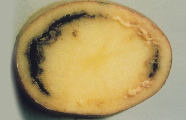 Potato Ring Rot