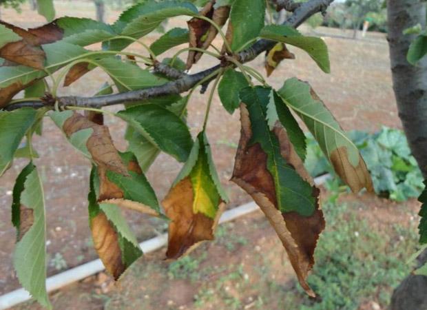 Xylella fastidiosa symptoms on Prunus (cherry). Courtesy: Donato Boscia. CNR - Institute for sustainable plant protection, UOS, Bari (IT) Laboratory, Angers (FR)