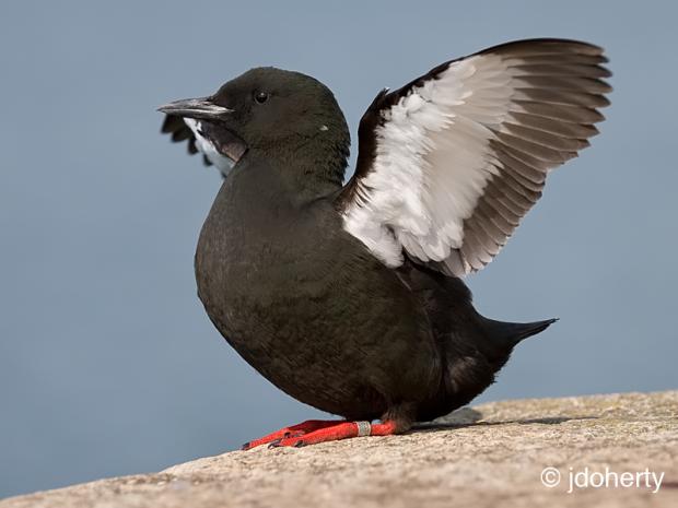 Black guillemot