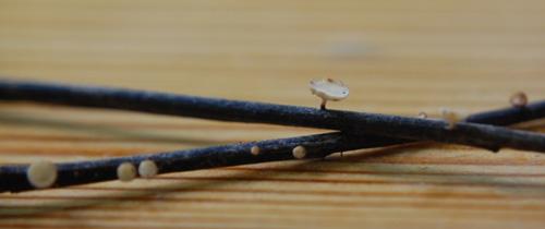 Fruiting structures (known as apothecia) of the Ash dieback pathogen. The white saucer shaped structures are minute (<5mm) and release the sexual spores that spread the disease to new trees.