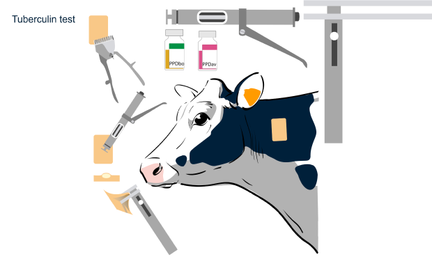 Graphic resources of Intradermal tuberculin test in cattle applied on the neck boards with tuberculin gun and tuberculin skin test caliper