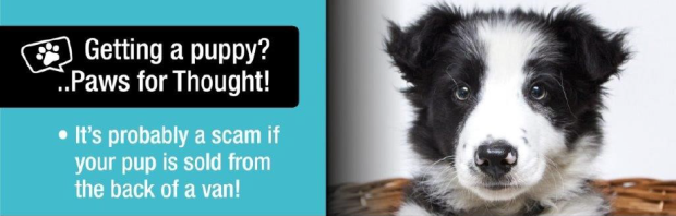 Getting a puppy? ..Paws for Thought! - It's probably a scam if your pup is sold from the back of a van!