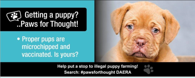 Getting a puppy? ..Paws for Thought! - Proper pups are microchipped and vaccinated. Is yours? Help put a stop to illegal puppy farming! Search: #pawsforthought DAERA