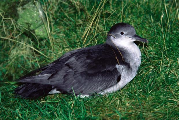 Manx Shearwater