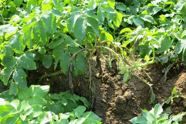 Potato wilting caused by Dickeya solani