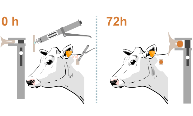 Intradermal tuberculin test in cattle applied on the neck boards with tuberculin gun and tuberculin skin test caliper