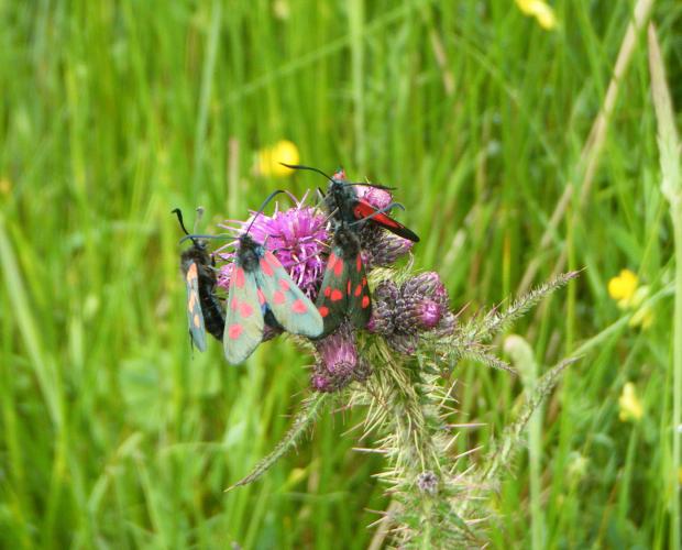 Moths in a meadow